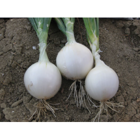 CEBULA OZIMA BIAŁA HIDRAS 250T PREC