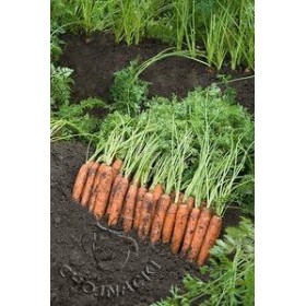 MARCHEW NERAC F1 100 TYS(2,0-2,2) PRECYZYJNE PRIMED B-MOX