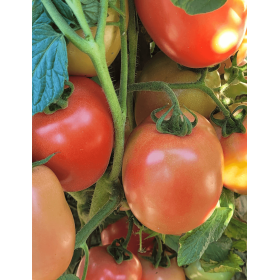 POMIDOR PINK SOUL 1TYS NAS