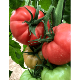 POMIDOR PINK KING 250N STD