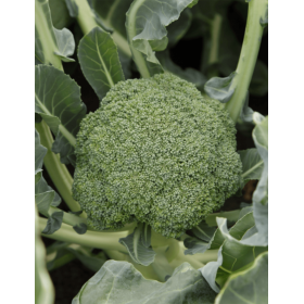 BROKUŁ BEANY 2,5T STD