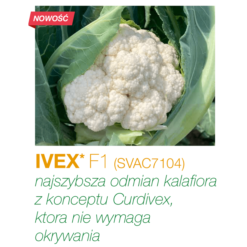 KALAFIOR IVEX 2,5TYS STD