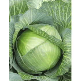 KAPUSTA MARCONI 2,5T ST