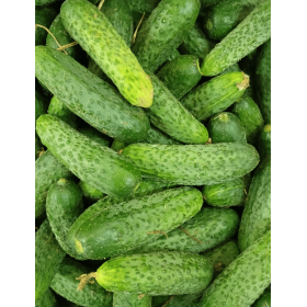 OGÓREK MAGNETAR 100G ST