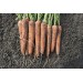 MARCHEW NORWAY F1 100 TYS(1,6-1,8) PRECYZYJNE