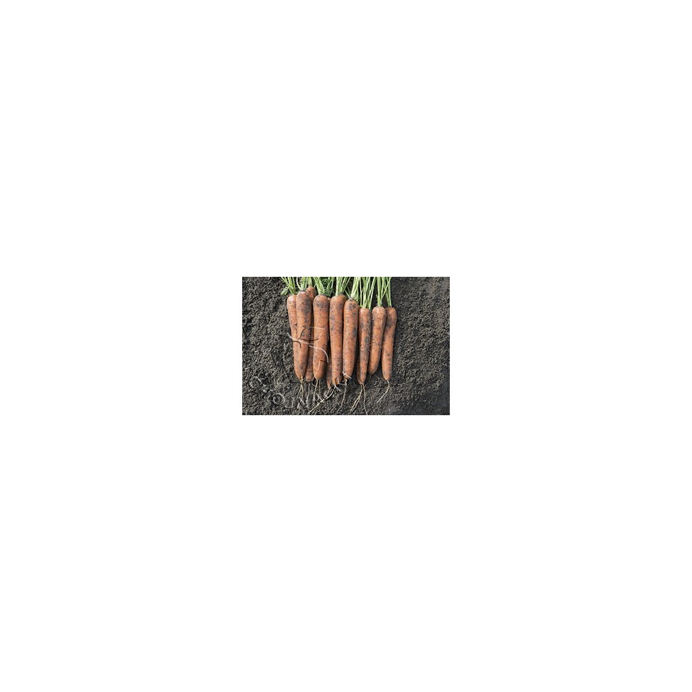 MARCHEW NORWAY F1 100 TYS(1,6-1,8) PRECYZYJNE