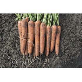 MARCHEW NORWAY F1 100 TYS(1,8-2,0 PRECYZYJNE