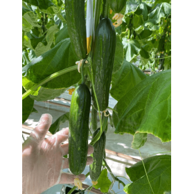 OGÓREK SAŁATKOWY MESTANA RZ F1 100N