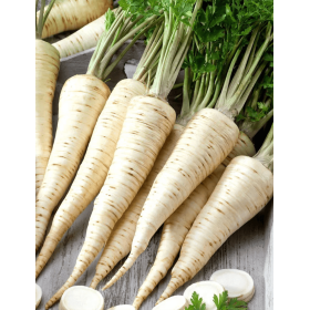 PIETRUSZKA OŁOMUŃCKA 100G ST