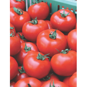 POMIDOR BARIBINE 500 NAS STD