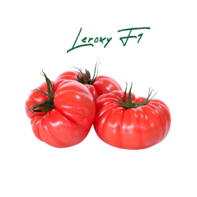 POMIDOR LEROXY 100 NAS STD