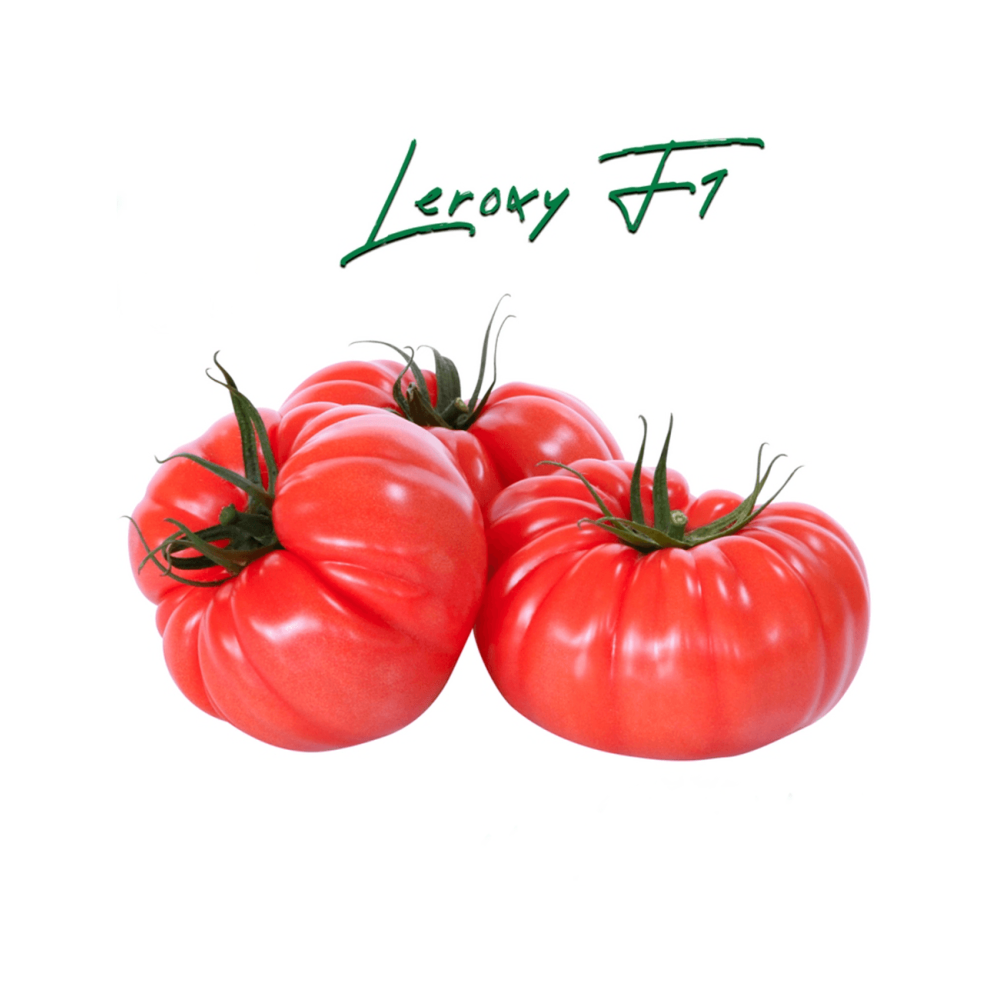 POMIDOR LEROXY 100 NAS STD