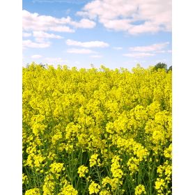 RZEPAK OZIMY KWS HIBERIA F1