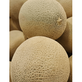 MELON BARBADOS (PVO 1649) F1 250N ST