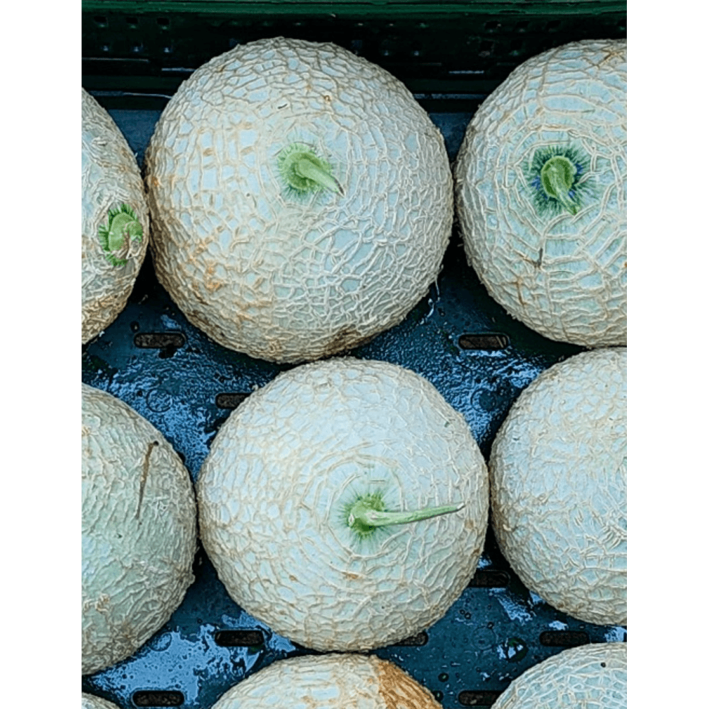 MELON WAIKIKI (PVO 1650) F1 250N ST