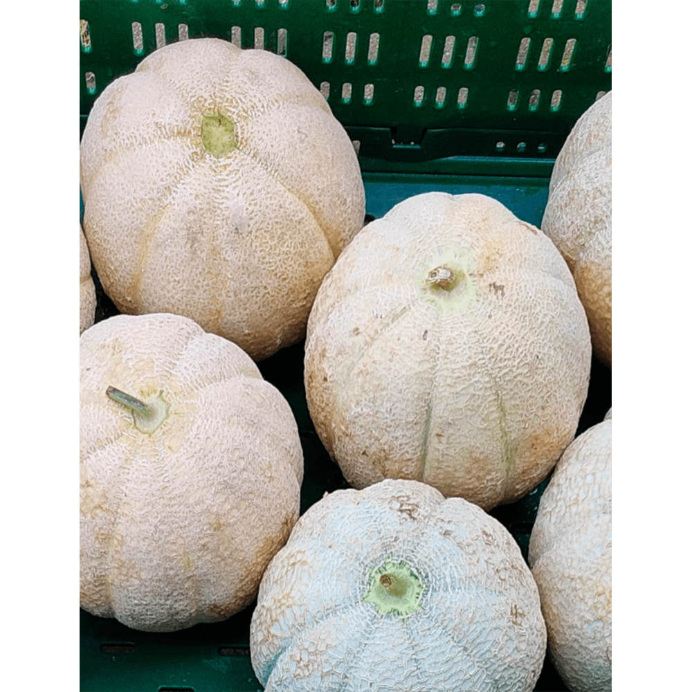 MELON BONDI PVO 1648 F1 250N ST