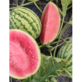 ARBUZ TIGRIMINI F1 250N ST