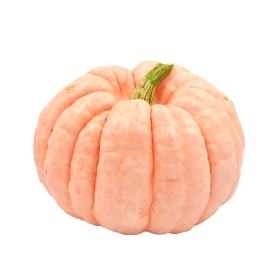 DYNIA PORCELAIN DOLL F1 250N ST