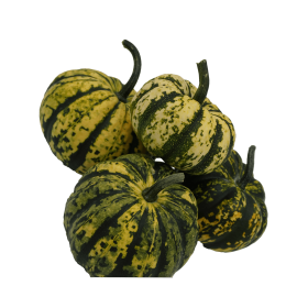 DYNIA OZDOBNA HARLEQUIN PREMIUM SQ 7439 F1 250N ST