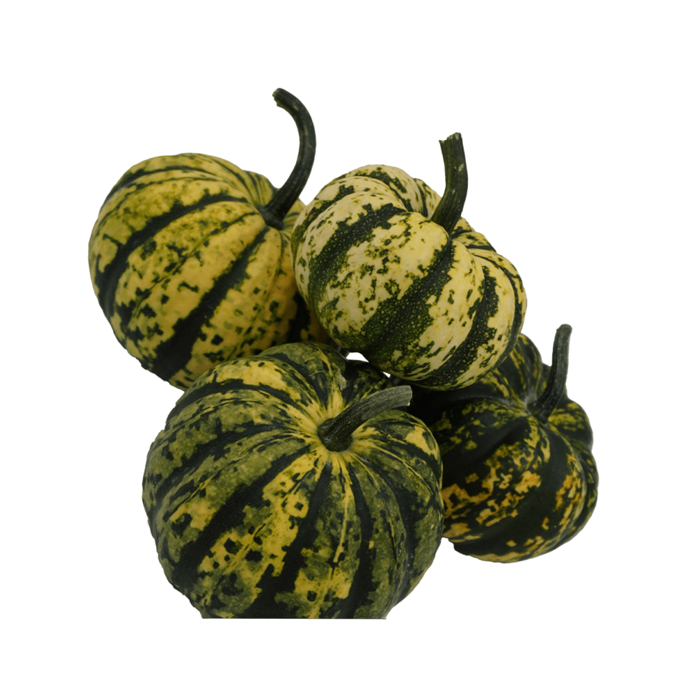 DYNIA OZDOBNA HARLEQUIN PREMIUM SQ 7439 F1 250N ST