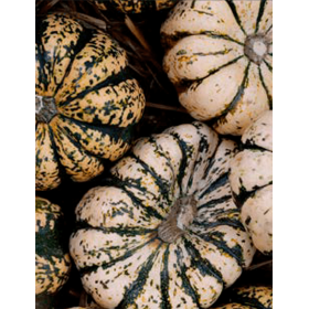 DYNIA OZDOBNA SUGAR SWEET DUMPLING F1 1000N ST