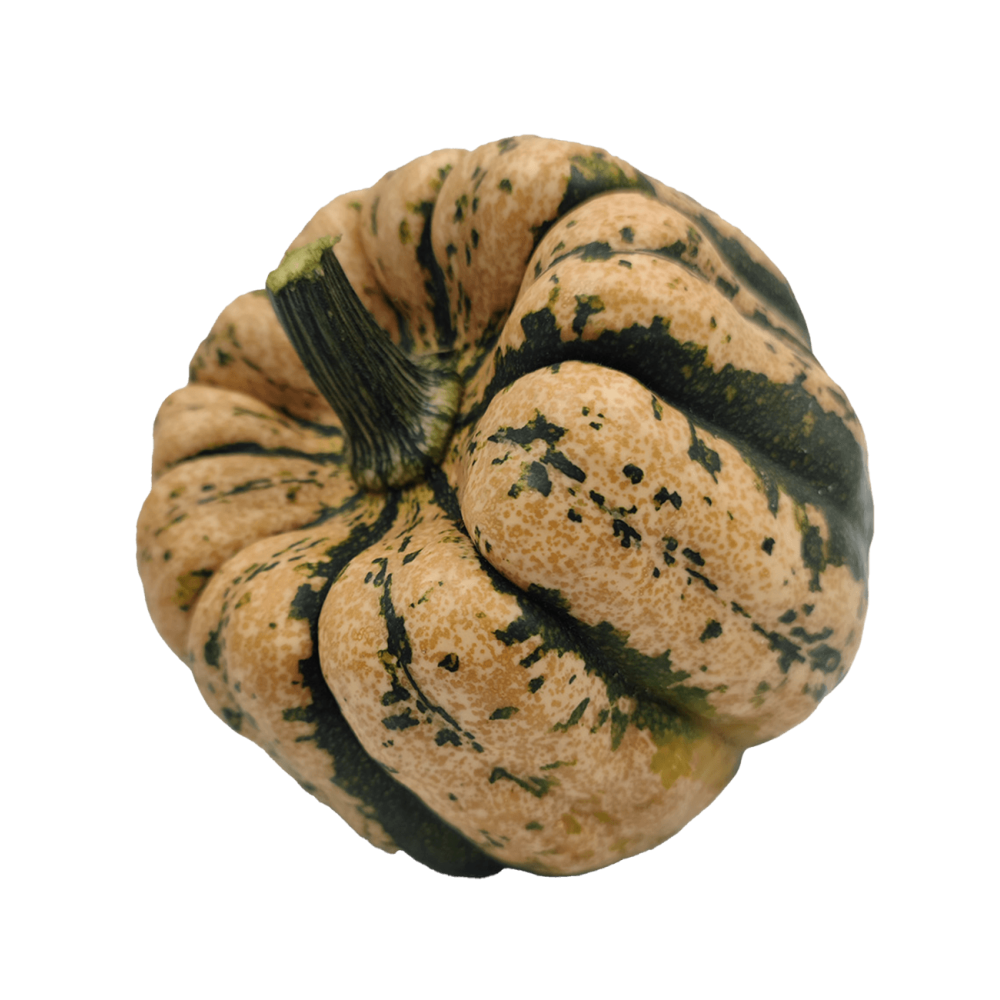 DYNIA OZDOBNA UGLY DUMPLING F1 1000N ST