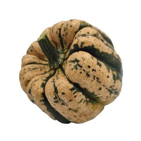 DYNIA OZDOBNA UGLY DUMPLING F1 250N ST