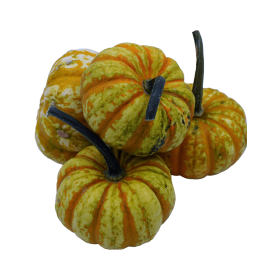 DYNIA OZDOBNA HIGH SUGAR SWEET LIGHTNING PREMIUM SQ 7438 F1 250N ST