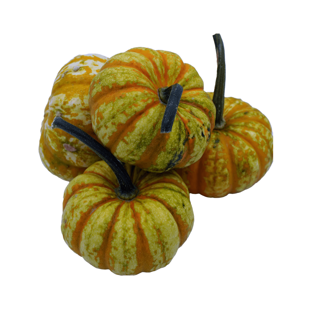 DYNIA OZDOBNA HIGH SUGAR SWEET LIGHTNING PREMIUM SQ 7438 F1 250N ST