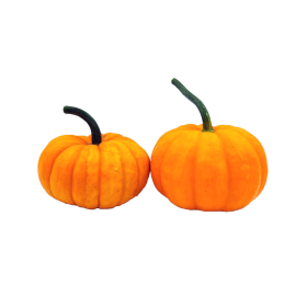 DYNIA OZDOBNA JACK BE LITTLE 1000N ST