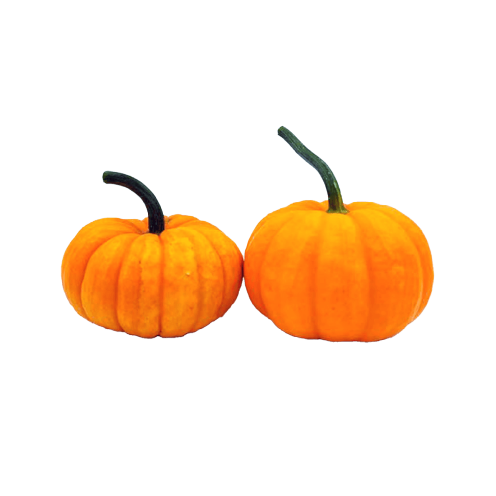 DYNIA OZDOBNA JACK BE LITTLE 1000N ST