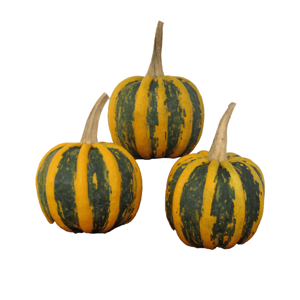 DYNIA OZDOBNA KAMO KAMO 250N ST