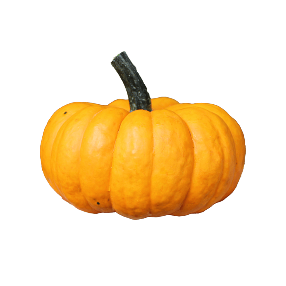 DYNIA OZDOBNA SAM ORANGE 250N ST