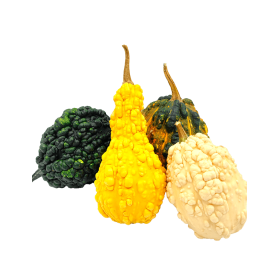 DYNIA OZDOBNA DANDY MIX 250N ST