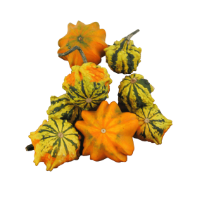 DYNIA OZDOBNA GALAXY OF STARS 250N ST