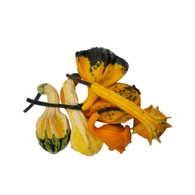 DYNIA OZDOBNA INDIAN MIX 1000N ST