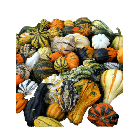 DYNIA OZDOBNA MAYA MIX 1000N ST