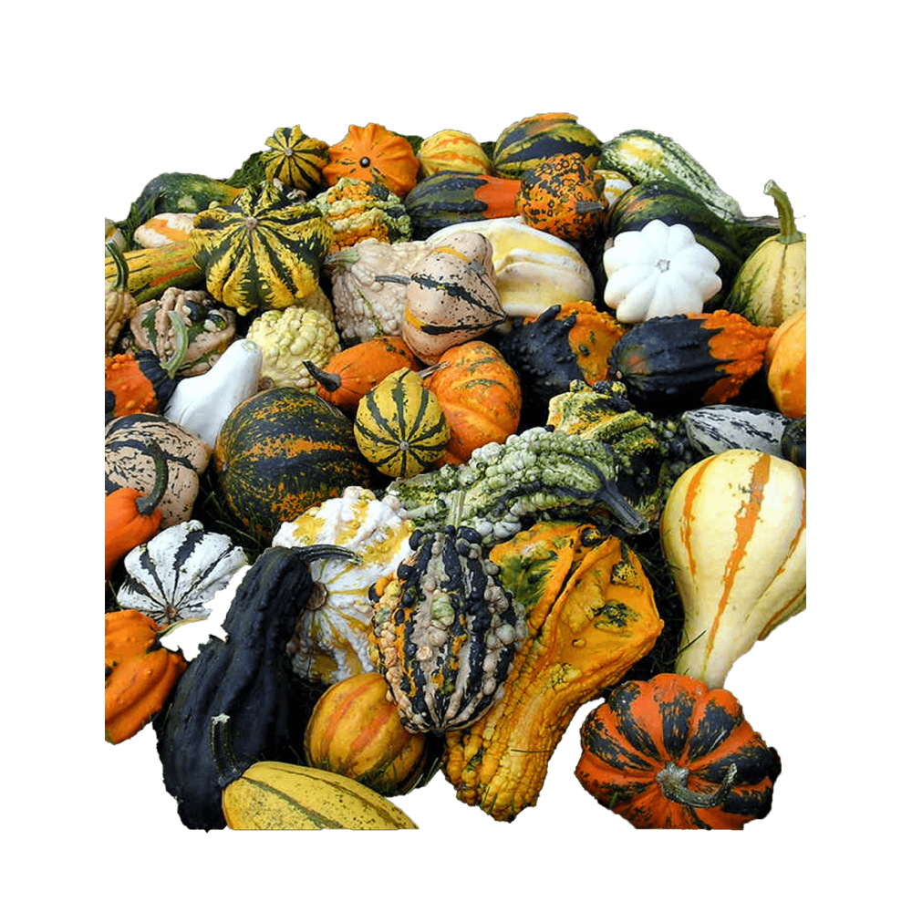 DYNIA OZDOBNA MAYA MIX 1000N ST