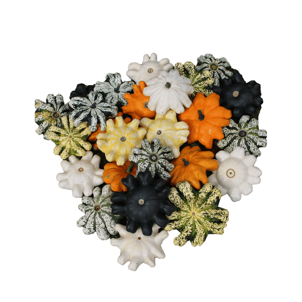 DYNIA OZDOBNA ORBIS F1 MIX 1000N ST