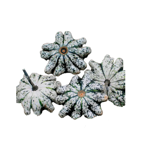 DYNIA OZDOBNA PHOBOS F1 250N ST