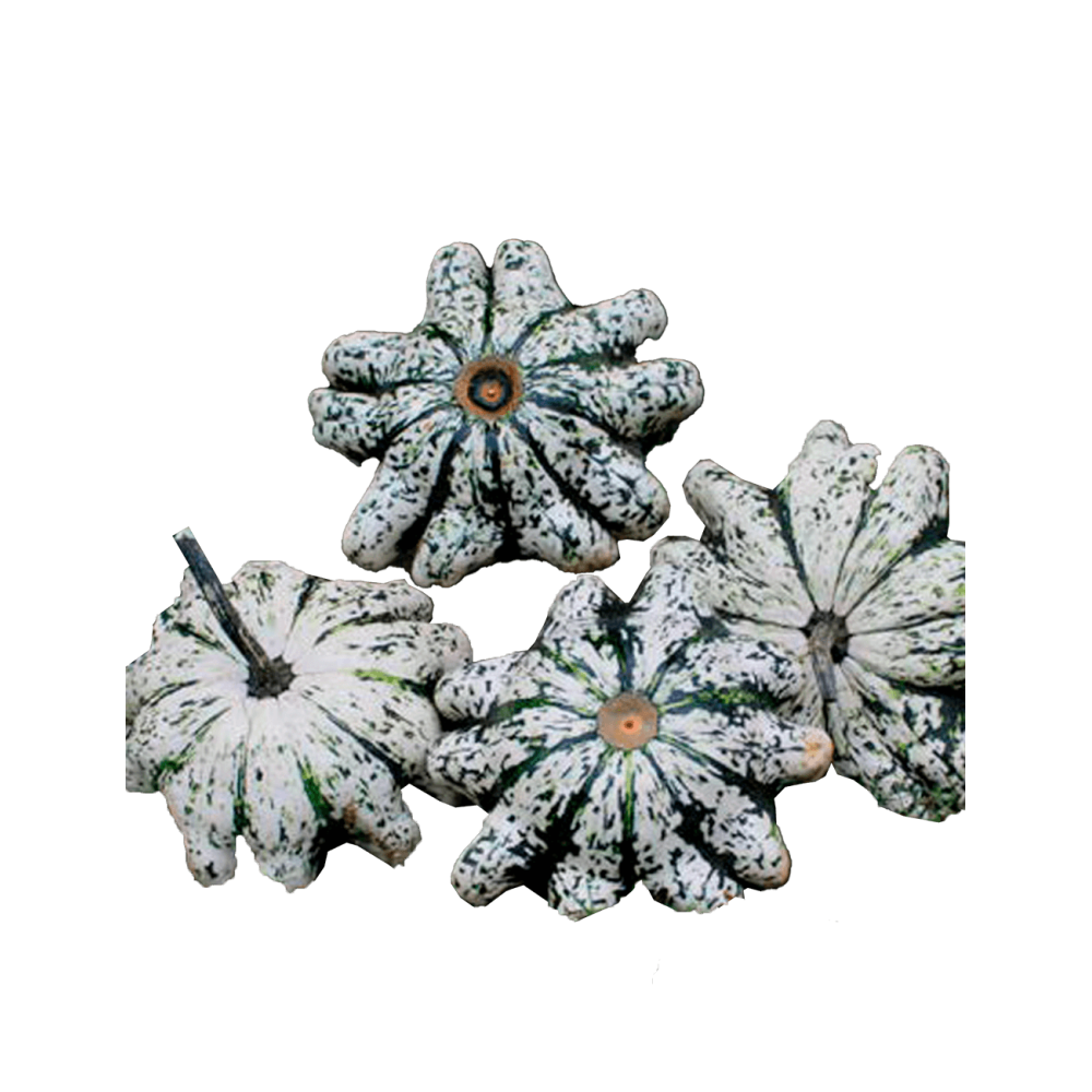 DYNIA OZDOBNA PHOBOS F1 250N ST