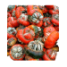 DYNIA OZDOBNA RED TURBAN 1000N ST