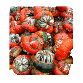 DYNIA OZDOBNA RED TURBAN 1000N ST