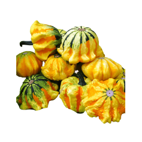 DYNIA OZDOBNA STARS AND STRIPES 1000N ST