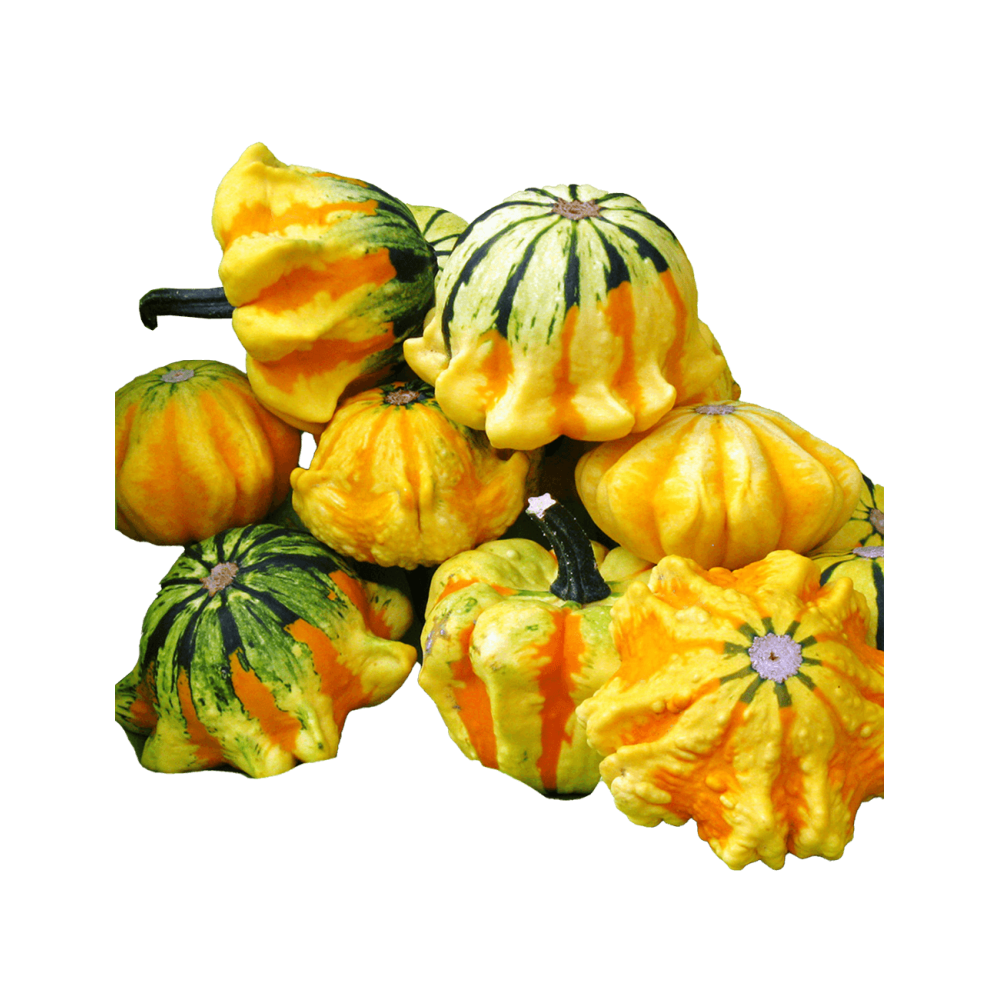 DYNIA OZDOBNA STARS AND STRIPES 1000N ST