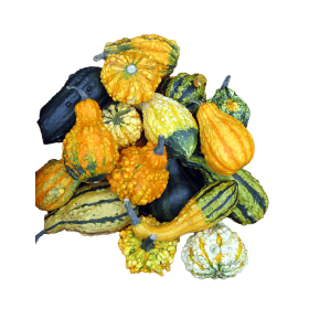 DYNIA OZDOBNA WARTED PROFFESIONAL 1000N ST