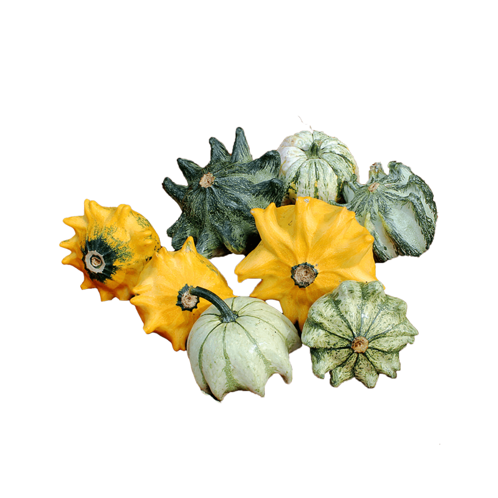 DYNIA OZDOBNA CROWN MIX 10 COMM 1000N ST