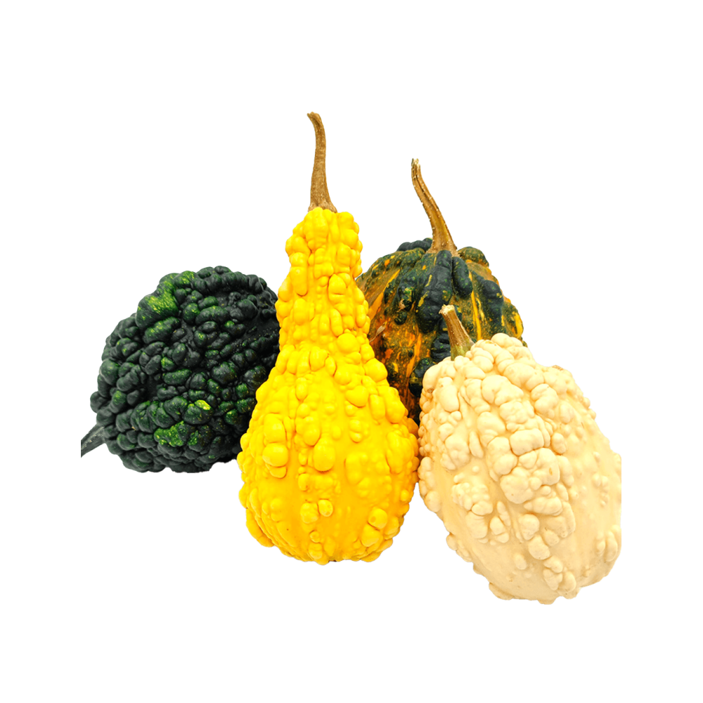 DYNIA OZDOBNA DANDY MIX 1000N ST