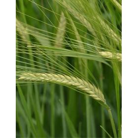 JĘCZMIEŃ OZIMY SANDRA