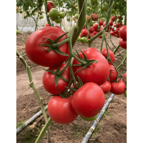 POMIDOR TUNELOWY ANTELAISI 500 NAS ST